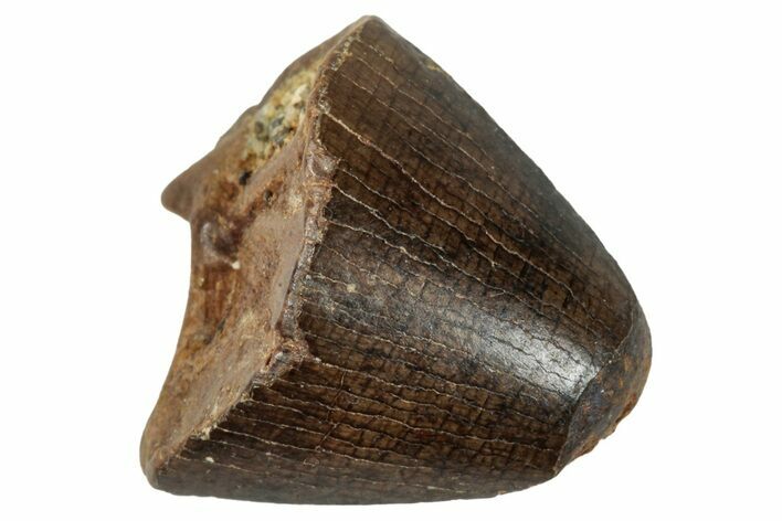 Tyrannosaur Tooth Tip - Judith River Formation #276442